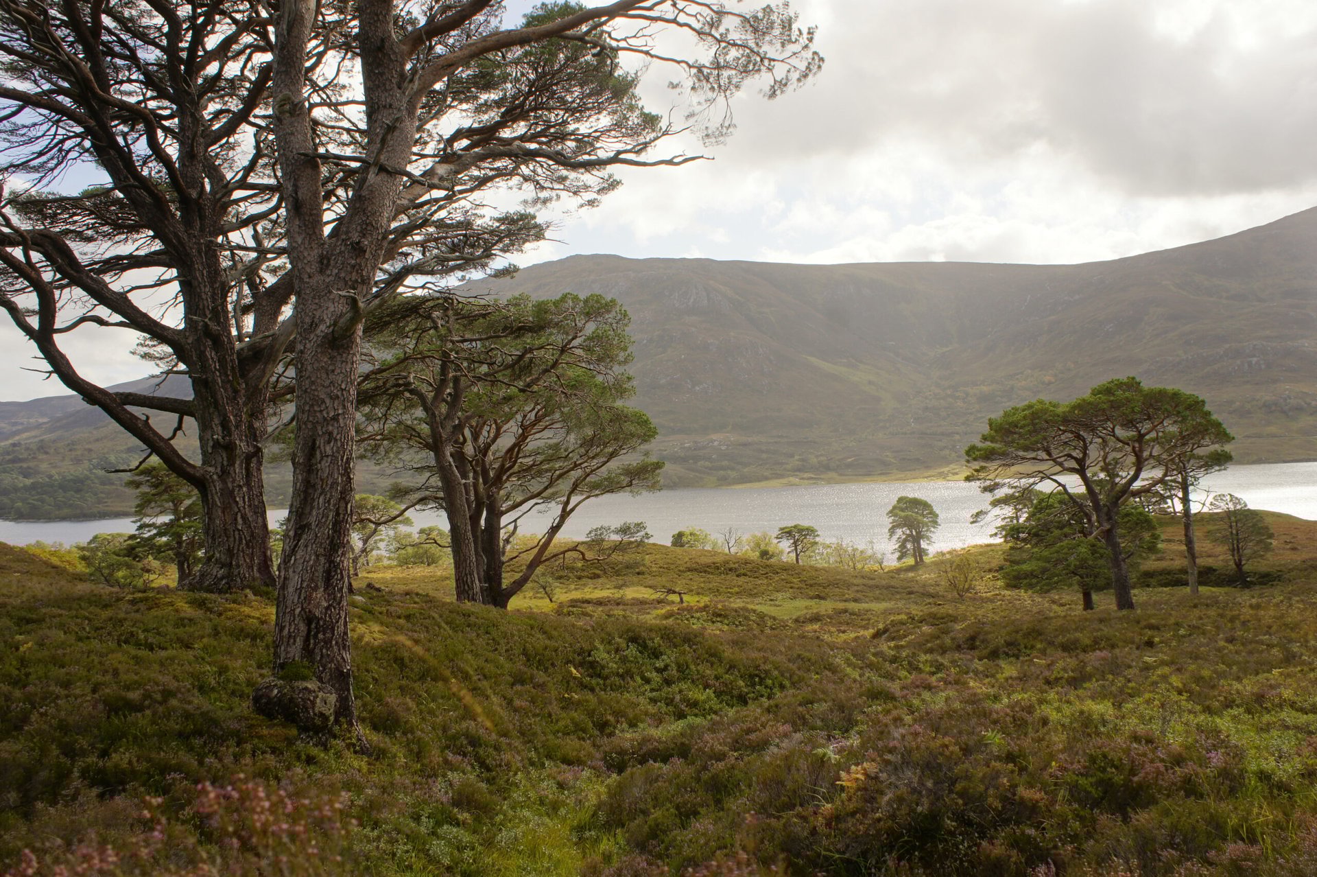 A picture of a loch in Easter Ross in Scotland