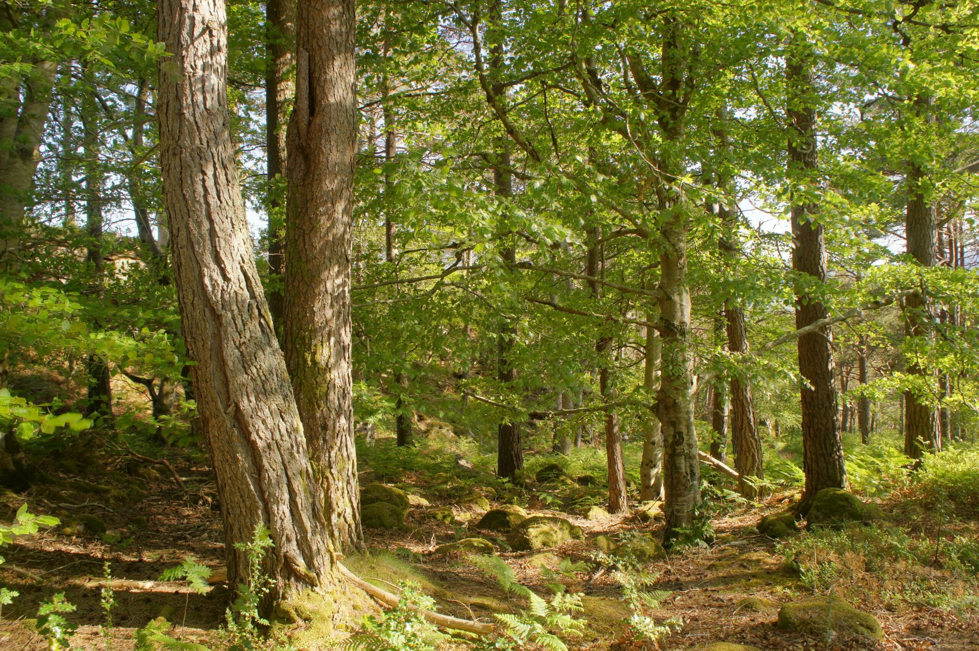 Wooded area in Scotland