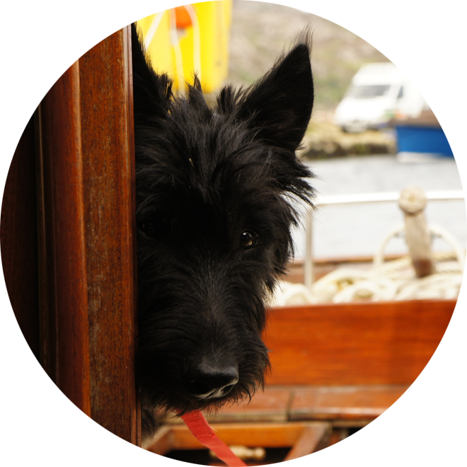 Mackay the black dog which features in Bite and Mackay on their first sailing adventure! by Cathel Hutchison