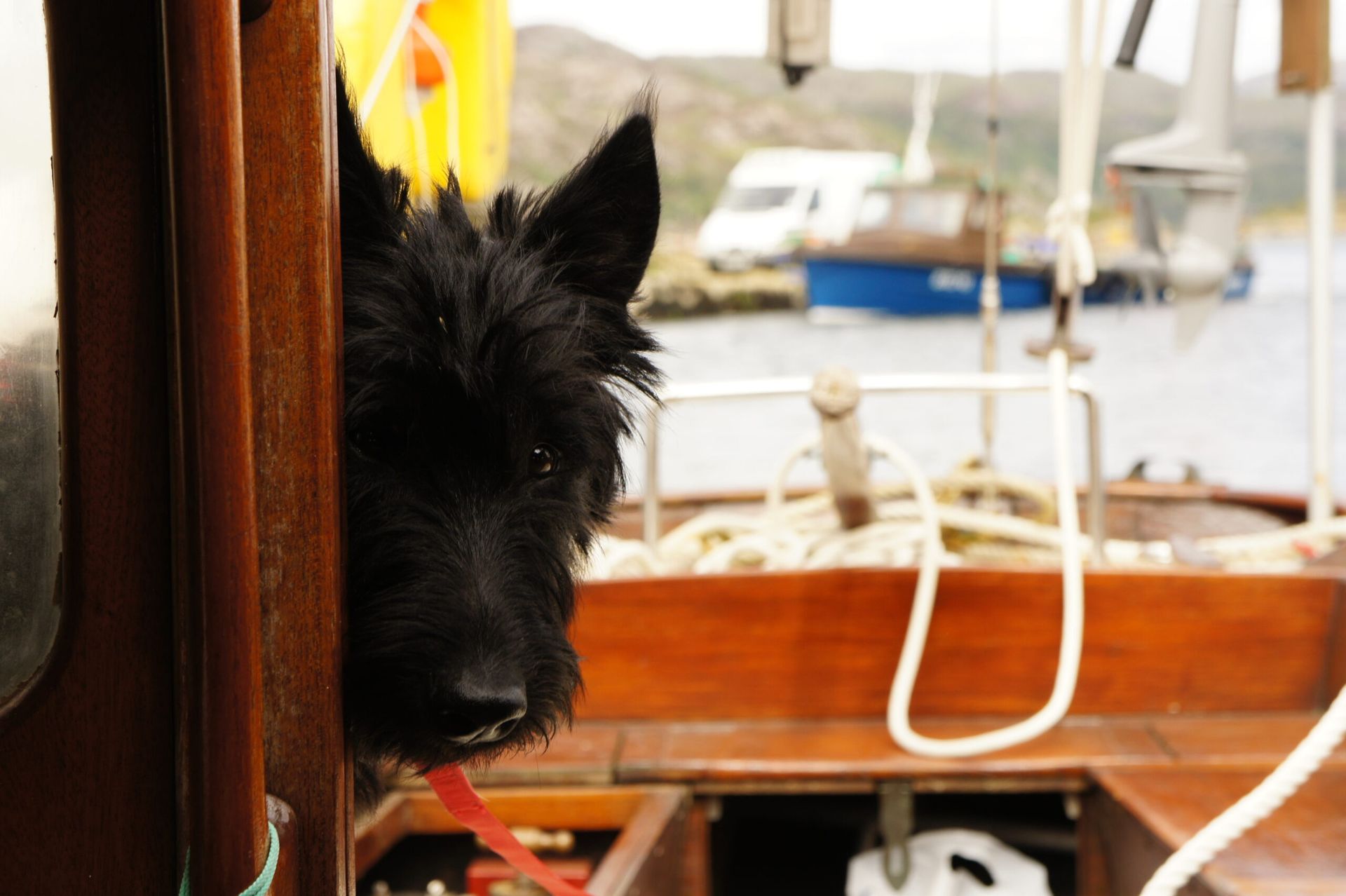 Mackay the black dog which features in Bite and Mackay on their first sailing adventure! by Cathel Hutchison