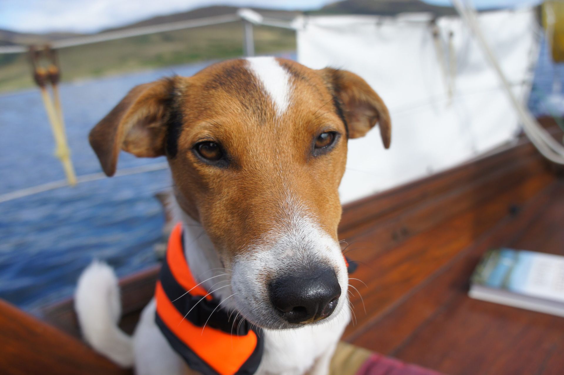 Whyte the dog on a yacht