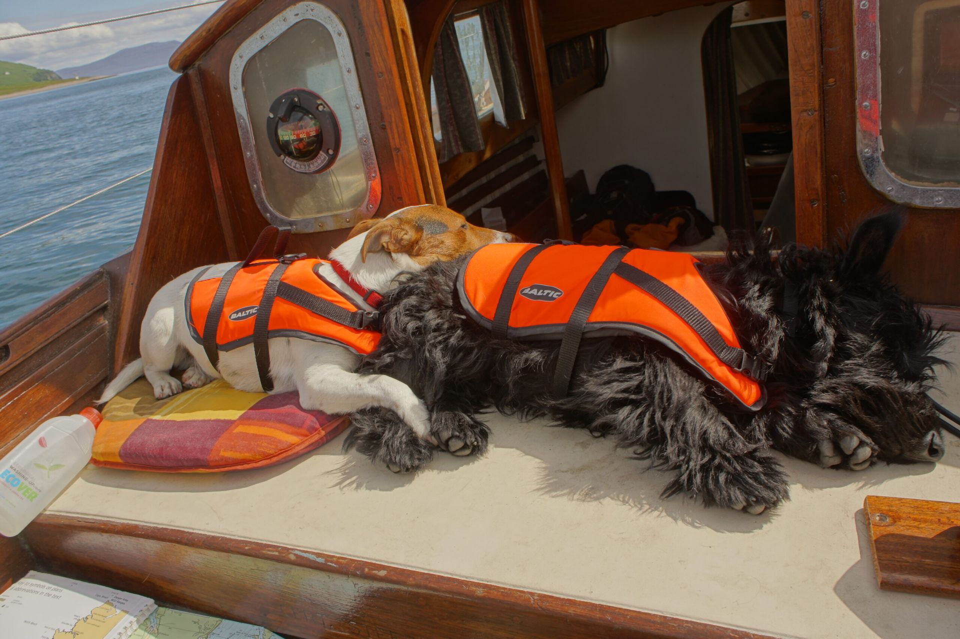 Whyte & Mackay (dogs) resting on a yacht in Easter Ross