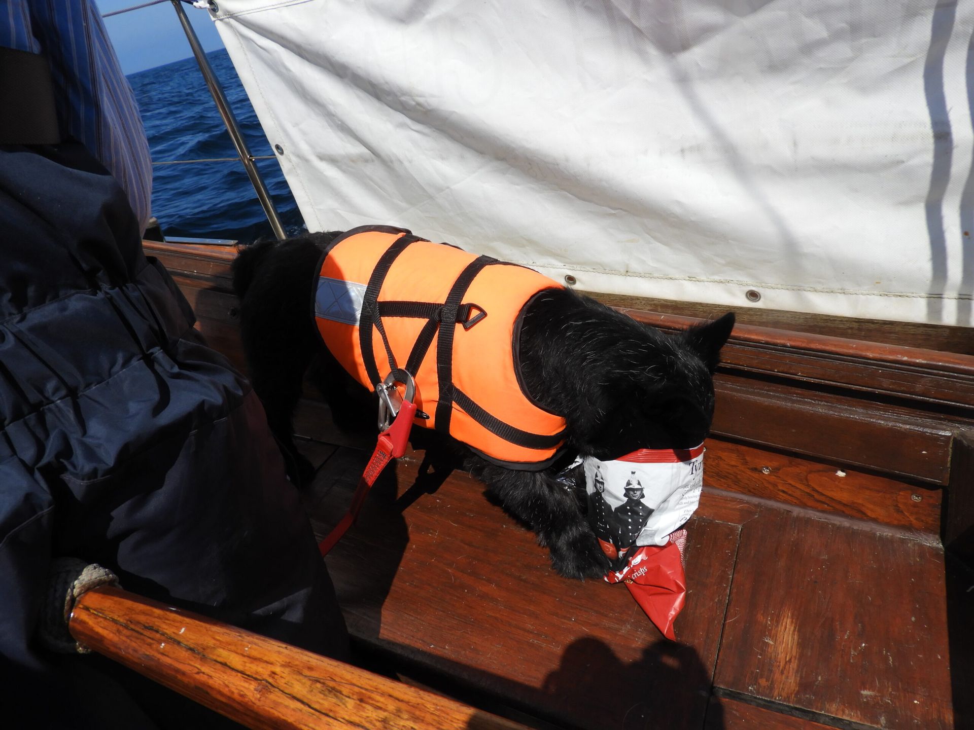 Mackay the dog pigging out on Cathel Hutchison's yacht in Easter Ross