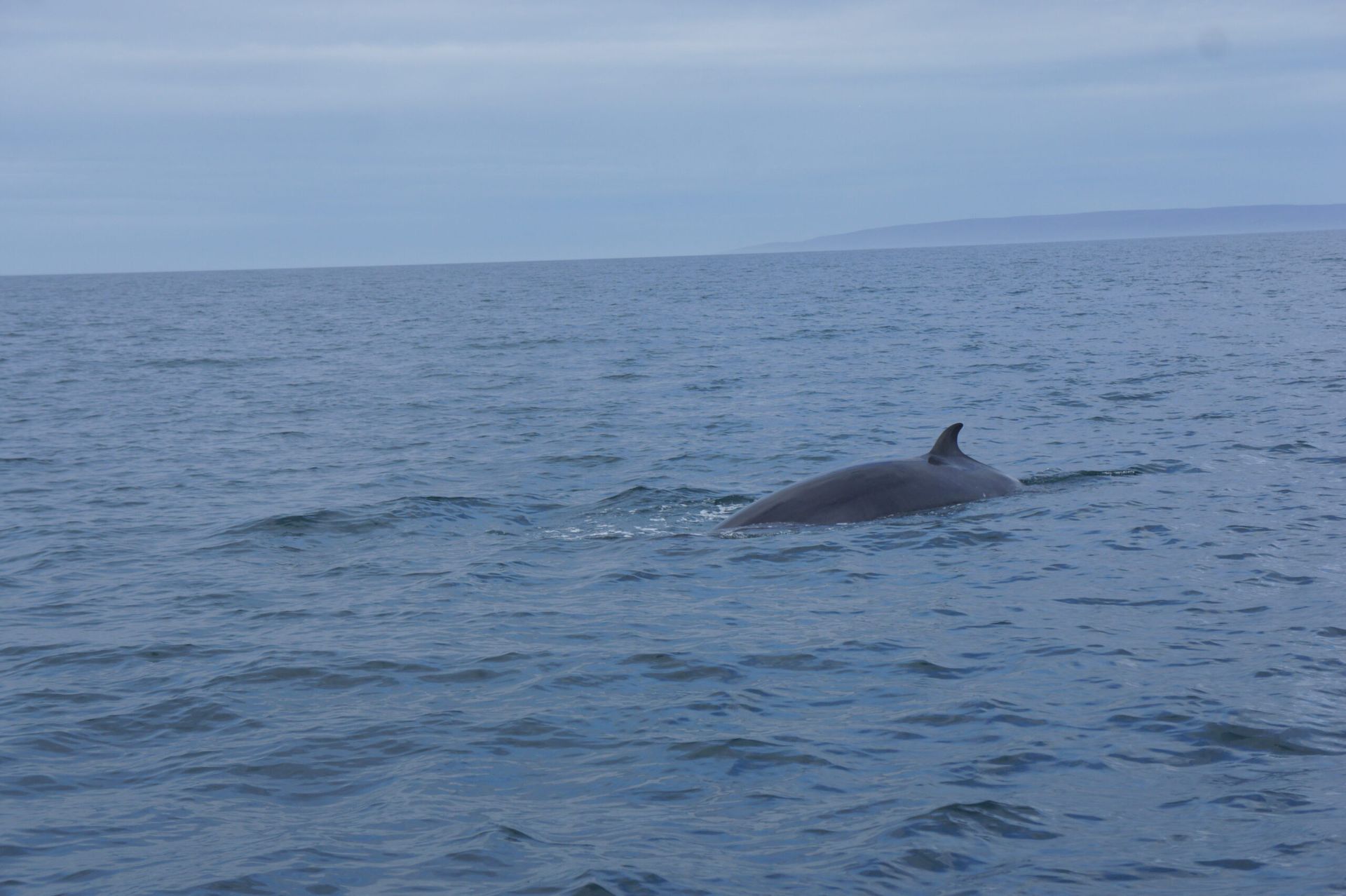 Dolphins in Easter Ross