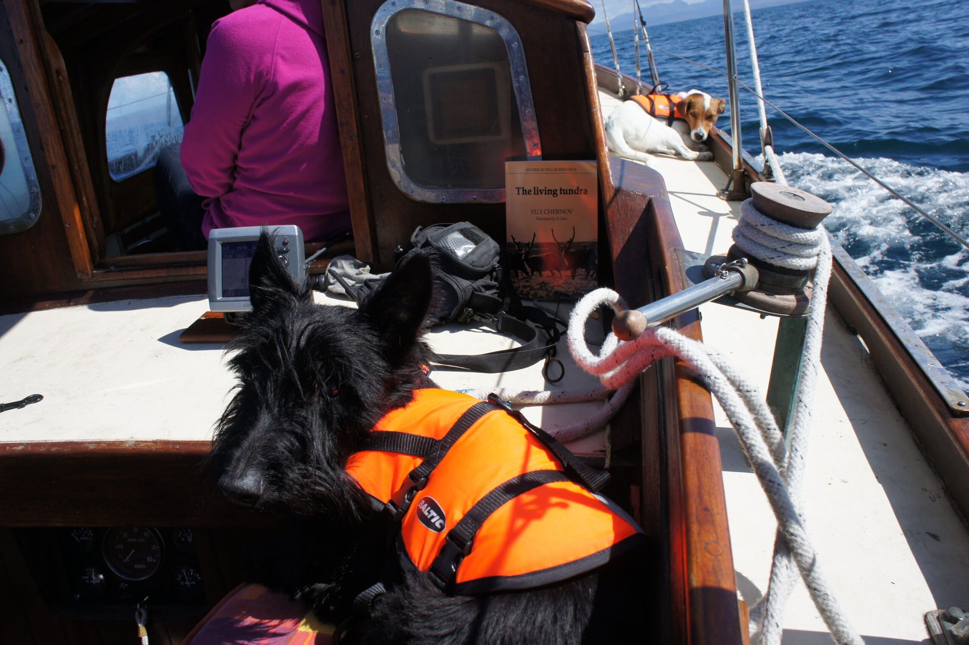 Mackay the black dog which features in Bite and Mackay on their first sailing adventure! by Cathel Hutchison