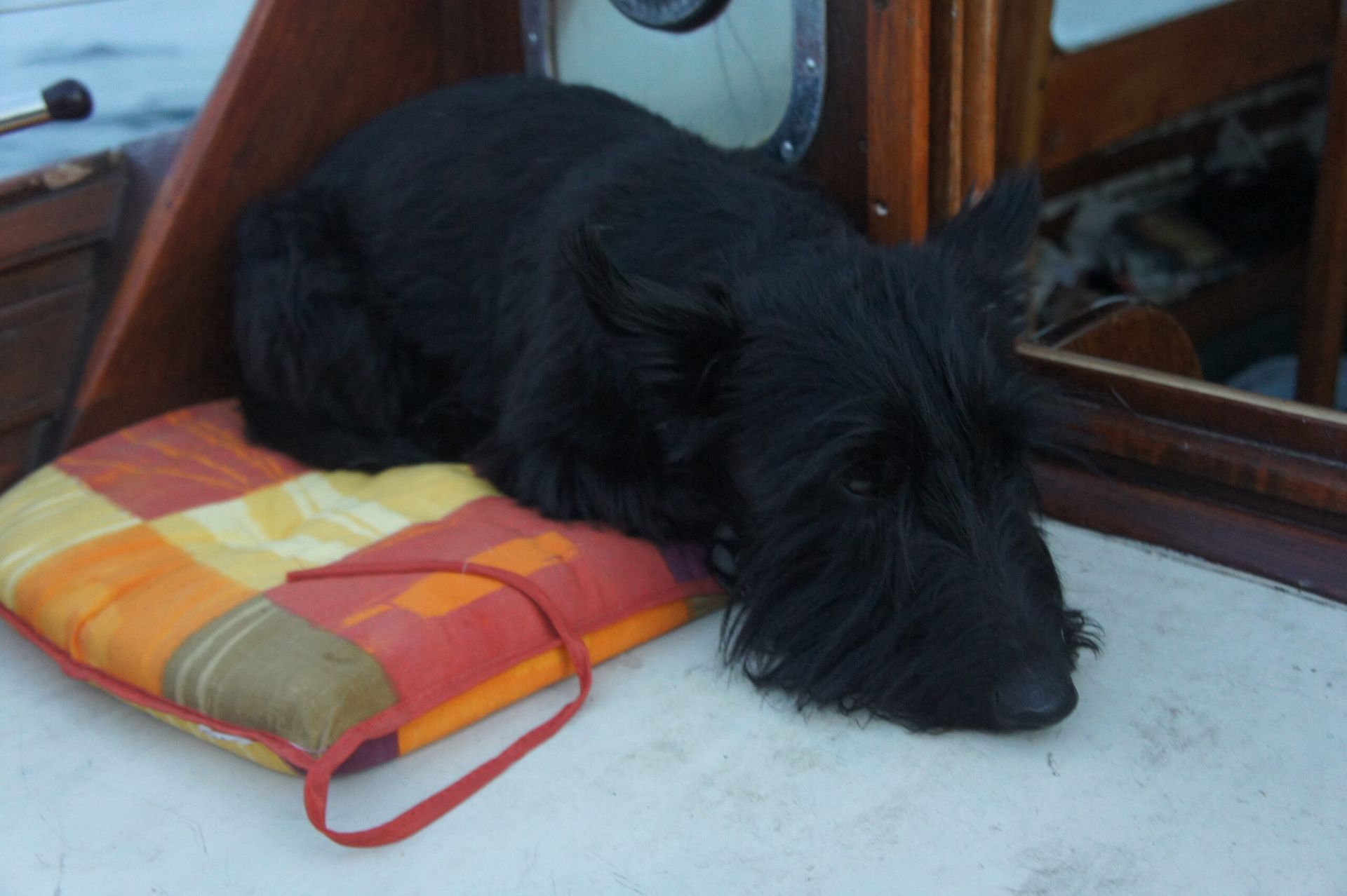 Mackay the black dog which features in Bite and Mackay on their first sailing adventure! by Cathel Hutchison