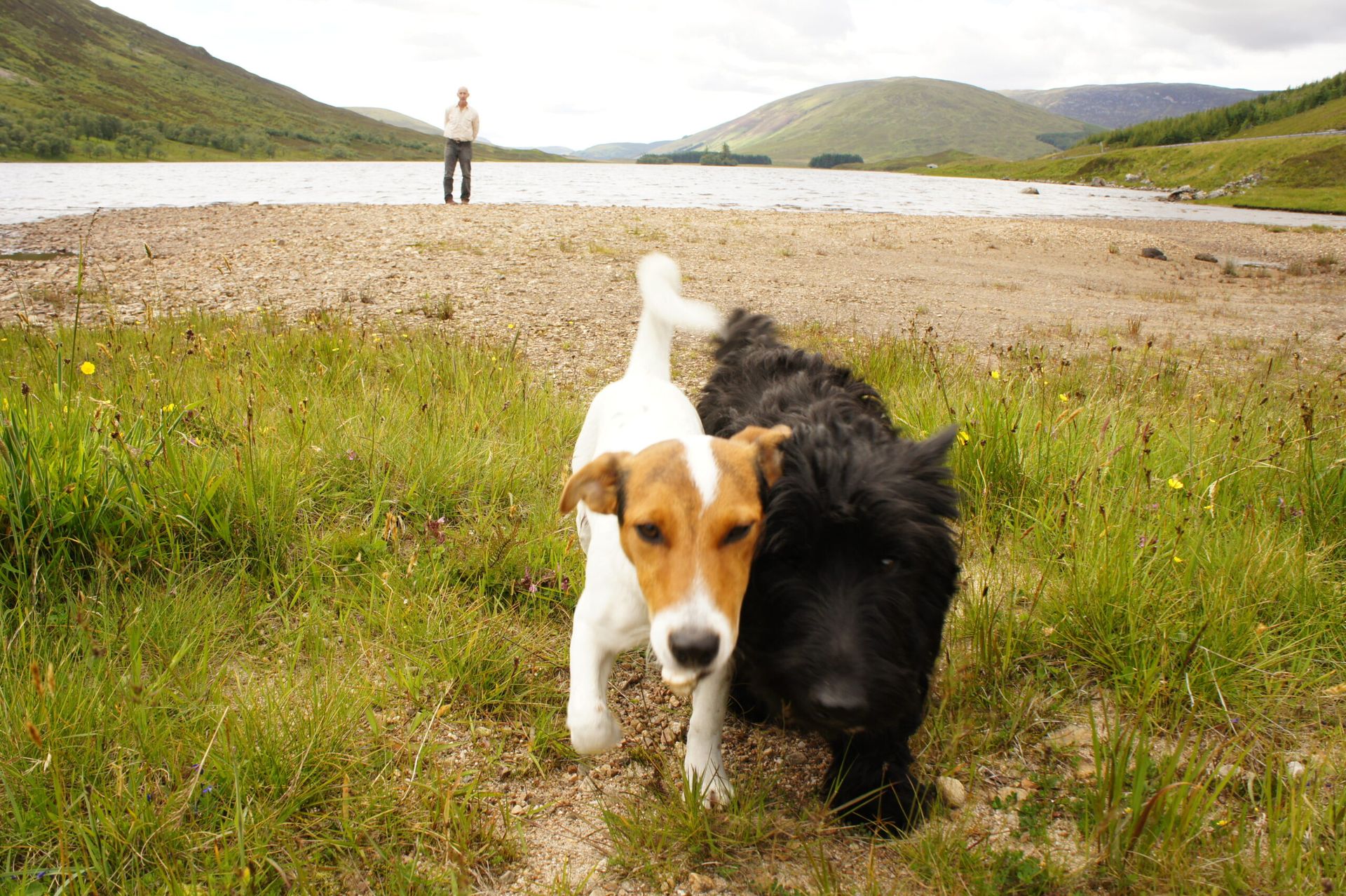 Whyte & Mackay (dogs) out for a walk in Easter Ross