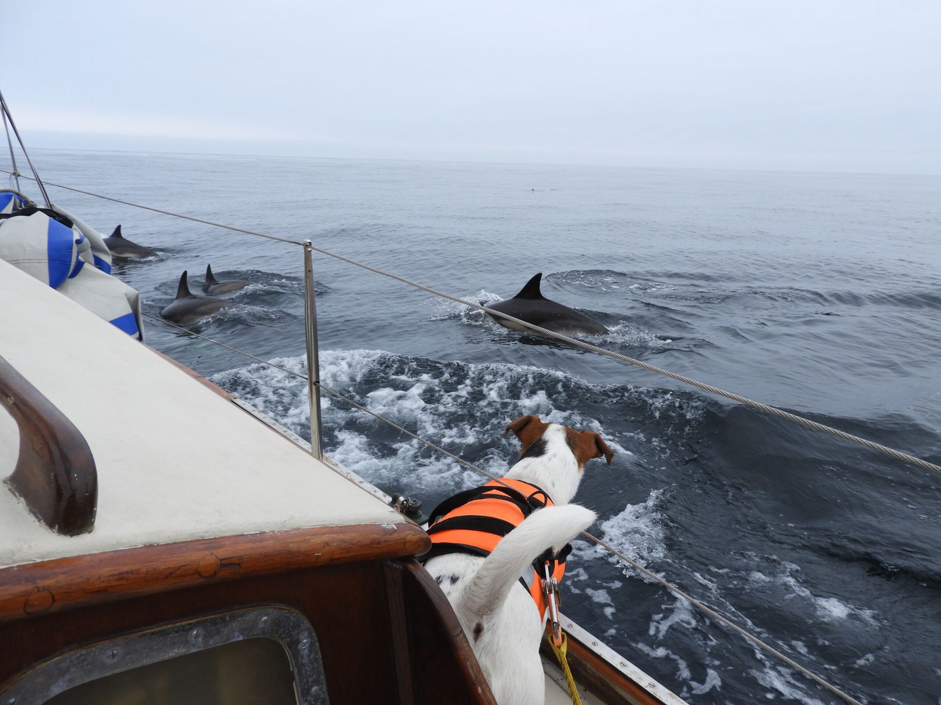 Whyte dolphin watching in Easter Ross